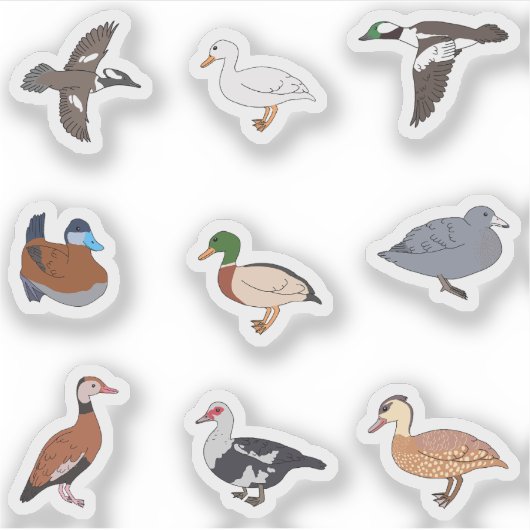 Enten Aufkleber (Vorderseite)