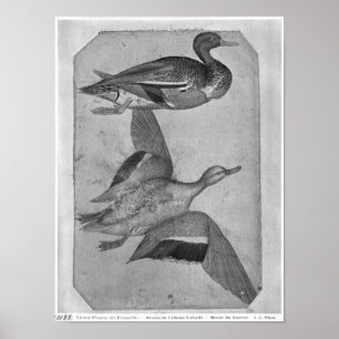Enten aus dem Vallardi-Album Poster