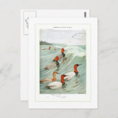 Enten aus Rotkehlchen und Kanvasback Postkarte (Vorne/Hinten)