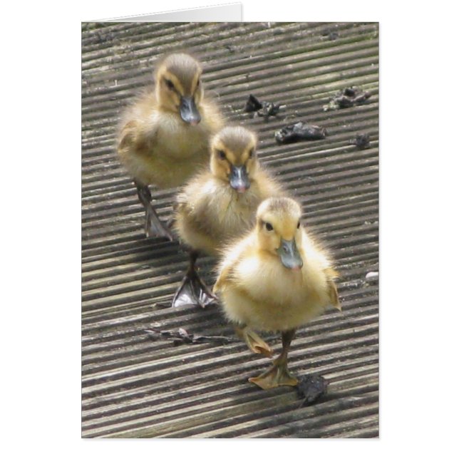 Enten-Besucher (Vorne)