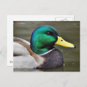 Enten Bills Postkarte (Vorne/Hinten)