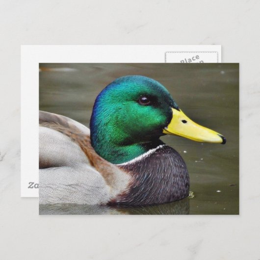 Enten Bills Postkarte (Vorne/Hinten)
