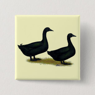 Enten:  Black Cayugas Button