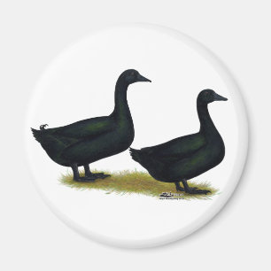 Enten:  Black Cayugas Magnet