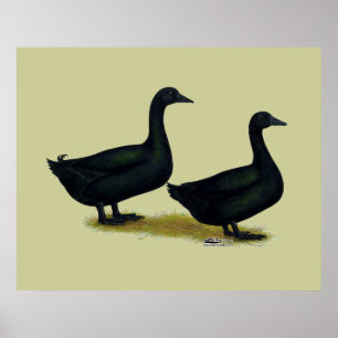 Enten:  Black Cayugas Poster