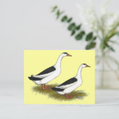 Enten: Black Magpies Postkarte (Stehend Vorderseite)