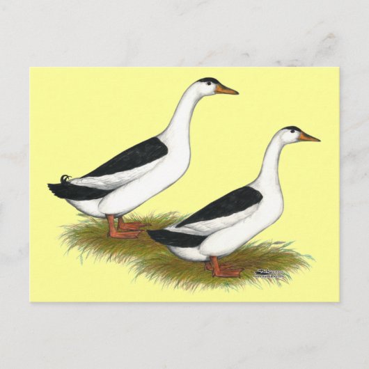 Enten: Black Magpies Postkarte (Vorderseite)