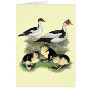 Enten Black Pied Muscovy Familie