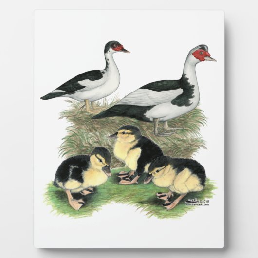 Enten Black Pied Muscovy Familie Fotoplatte (Vorderseite)