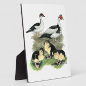 Enten Black Pied Muscovy Familie Fotoplatte (Seite)