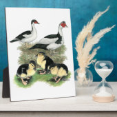Enten Black Pied Muscovy Familie Fotoplatte (Seite)