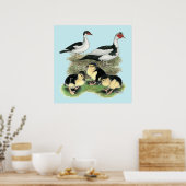 Enten Black Pied Muscovy Familie Poster (Küche)