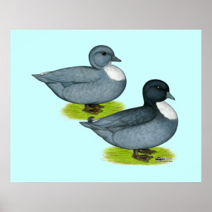 Enten: Blaue Anrufe Poster