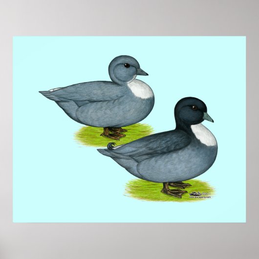 Enten: Blaue Anrufe Poster (Vorne)