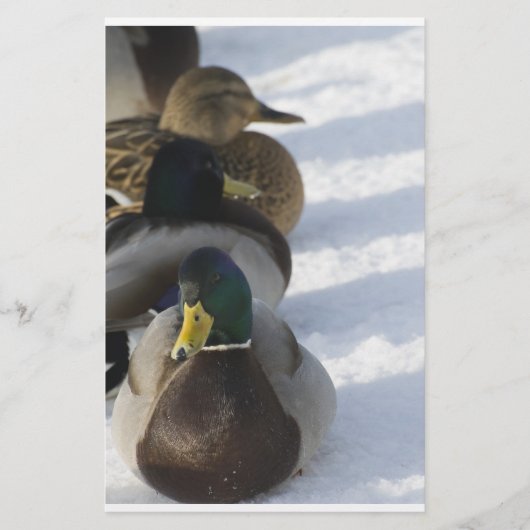 Enten Briefpapier (Vorderseite)