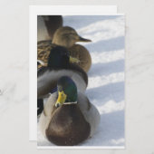 Enten Briefpapier (Vorne/Hinten)