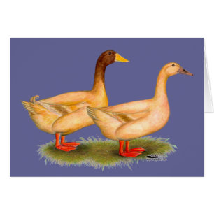 Enten: Buff Orpington