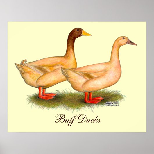 Enten: Buff Orpington Poster (Vorne)