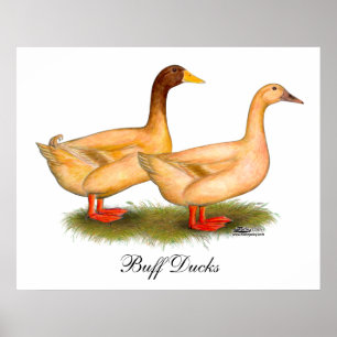 Enten: Buff Orpington Poster