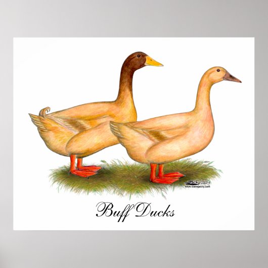 Enten: Buff Orpington Poster (Vorne)