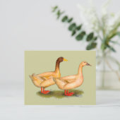 Enten: Buff Orpington Postkarte (Stehend Vorderseite)