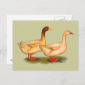 Enten: Buff Orpington Postkarte (Vorne/Hinten)