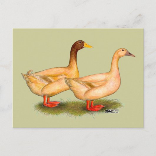Enten: Buff Orpington Postkarte (Vorderseite)