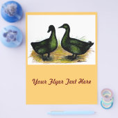 Enten: Cayuga Pair Flyer (Einzeln)