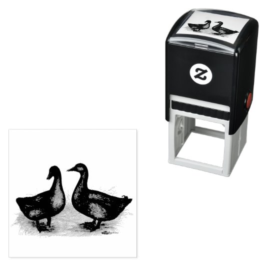 Enten: Cayuga Pair Permastempel (Beispiel)