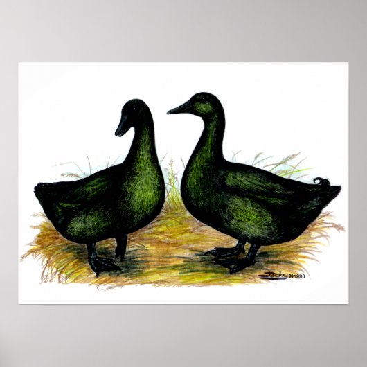 Enten: Cayuga Pair Poster (Vorne)