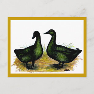 Enten: Cayuga Pair Postkarte