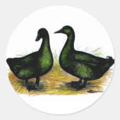 Enten: Cayuga Pair Runder Aufkleber (Vorderseite)