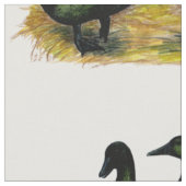 Enten: Cayuga Pair Stoff (Nahaufnahme)