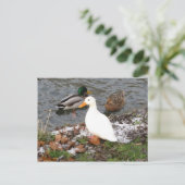 Enten der Cam Postcard Postkarte (Stehend Vorderseite)