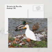 Enten der Cam Postcard Postkarte (Vorne/Hinten)