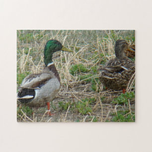 Enten der Stockenten-B12 Puzzle