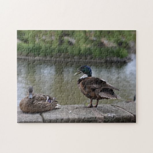 Enten durch die Wasservogelfotografie Puzzle (Horizontal)
