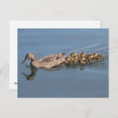 Enten, Entenlings, Babyenten, Platz machen für Enc Postkarte (Vorne/Hinten)