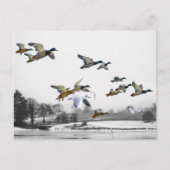 Enten fliegen postkarte (Vorderseite)