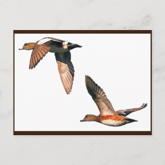 Enten Flying Postcard Postkarte (Vorderseite)