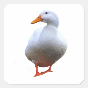 Enten-Foto-Aufkleber Quadratischer Aufkleber