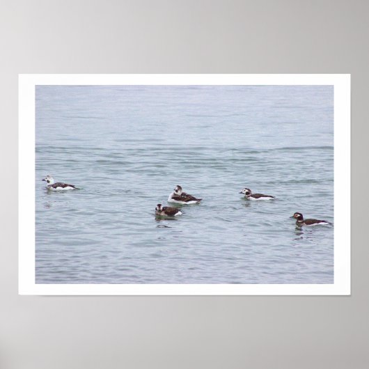 Enten-Foto-Plakat Poster (Vorne)