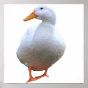 Enten-Foto-Plakat Poster