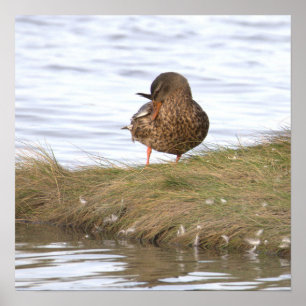 Enten-Foto-Poster Poster