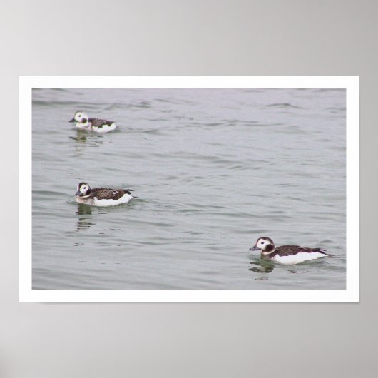 Enten-Foto-Poster Poster (Vorne)