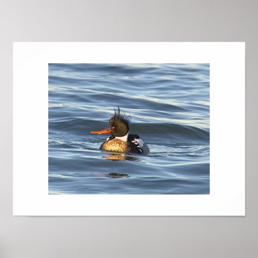 Enten-Foto-Poster Poster (Vorne)