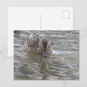 Enten-Foto Postkarte (Vorne/Hinten)