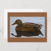 Enten-Foto Postkarte (Vorne/Hinten)