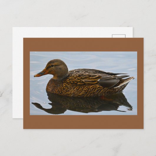 Enten-Foto Postkarte (Vorne/Hinten)