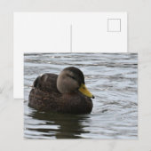 Enten-Foto Postkarte (Vorne/Hinten)